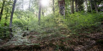 Hoch hinaus: Gesucht werden die besten Förster, Waldbesitzer und Forstunternehmer 2027. Ab sofort kann man sich für den Deutschen Waldpreis bewerben.