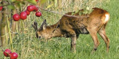 Der Bock trug sein Gehörn noch spät im Oktober voll im Bast.