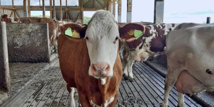 Die DLG prüft Laufflächen auf Elastizität, Rutschfestigkeit und Haltbarkeit.