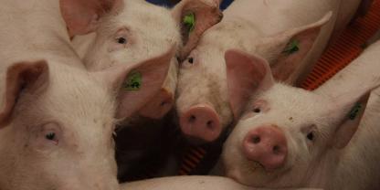 PRRS im Schweinestall? Künftig könnte ein Sensor das Virus frühzeitig in der Luft erkennen und so größere Ausbrüche vermeiden.