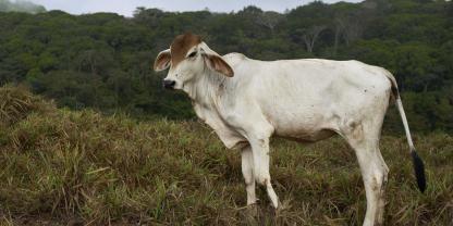 Ein Brahman-Rind in einem Wald