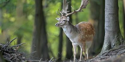 In einem Damhirsch wurde in Frankreich erstmals ein amerikanischer Riesenleberegel nachgewiesen.