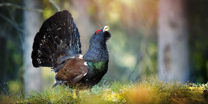 In der Niederlausitz fühlt das Auerwild sich wohl.