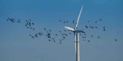 Während eines fast einjährigen Untersuchungszeitraums identifizierten Forscher 22 mögliche Kollisionen von Zugvögeln mit einer Windkraftanlage. Es wurden jedoch nur zwei Fälle sicher bestätigt.