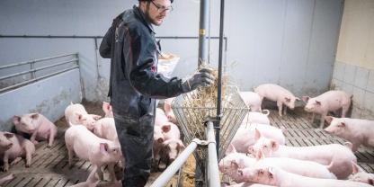 Der VEZG-Preis soll wieder als verbindliche Grundlage für die Lieferverträge von Mastschweinen bei Tönnies dienen. Für Schweinehalter ist das ein wichtiger Erfolg.