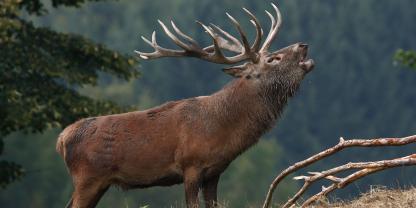 Das Rotwild steht bei der neuen Jagdverordnung im Mittepunkt.