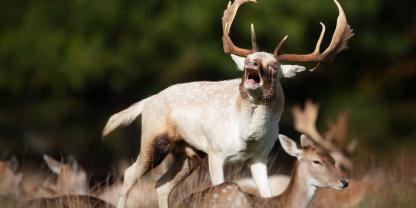 Damhirsch meldet während der Brunft.