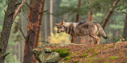 Die Uni Bremen widmet dem Grauhund eine Ringvorlesung.