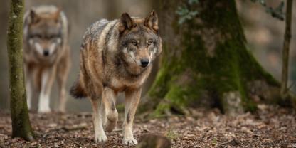 Der getötete Wolf war ein bekannter, territorialer Rüde aus Baden-Württemberg.