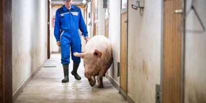 Vielen Sauenhaltern fehlt die Perspektive: Mehr als die Hälfte will laut aktueller ISN-Umfrage langfristig nicht weitermachen.