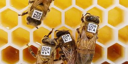 Diese Bienen tragen einen Barcode auf dem Rücken, mit dem sie automatisch erkannt werden können.