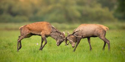 Rothirsche im Brunftkampf